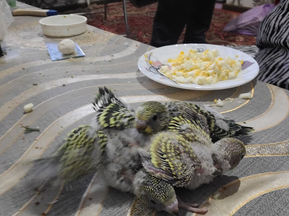 Продам валнистый папугай