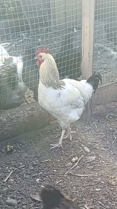 Продам петушков молодок