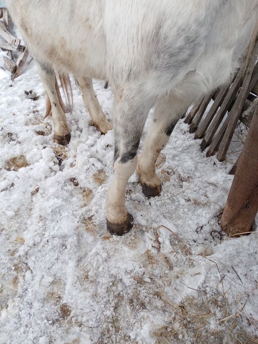 Продам или обменяю.