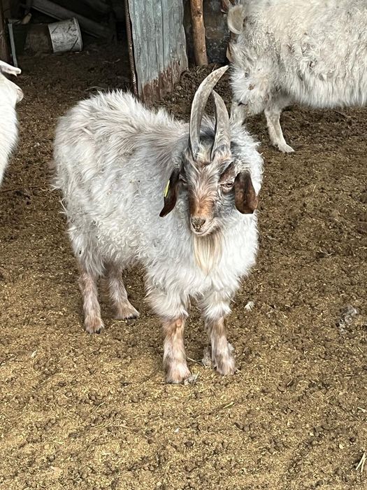 Қошқарлар мен Текелер сатамын