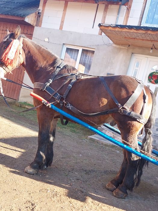 Vând cal de 4 pe 5 ani 1.75 la greabăn