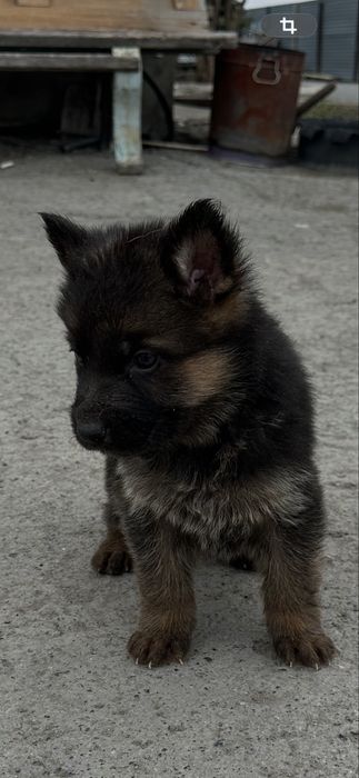 Щенки немецкой овчарки.