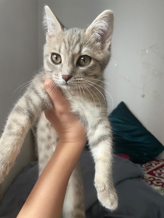 отдам котенка в добрые руки