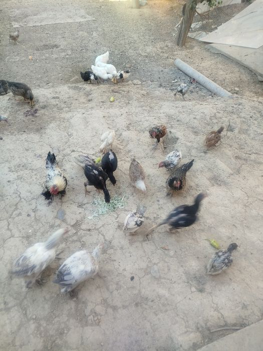 Qora tanlilar va xitoylik ayol