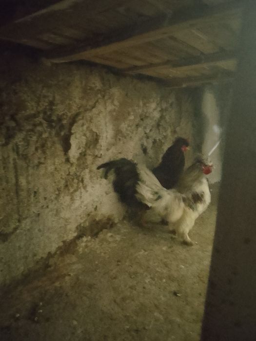 Японский кораздар сатылады