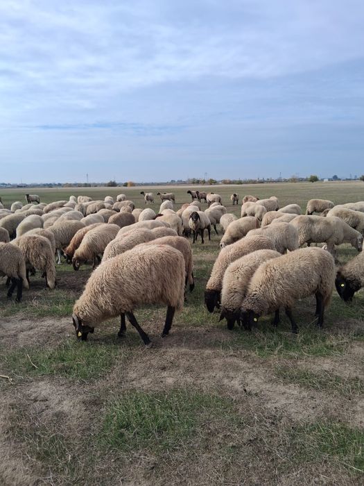 De vânzare miei plus turma de oi