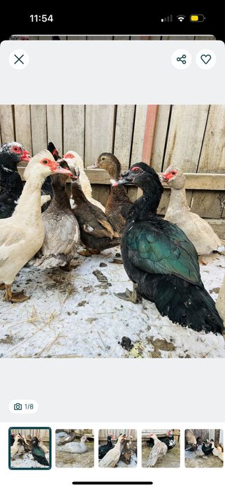 Oua rate mute lesesti pentru incubat sau consum