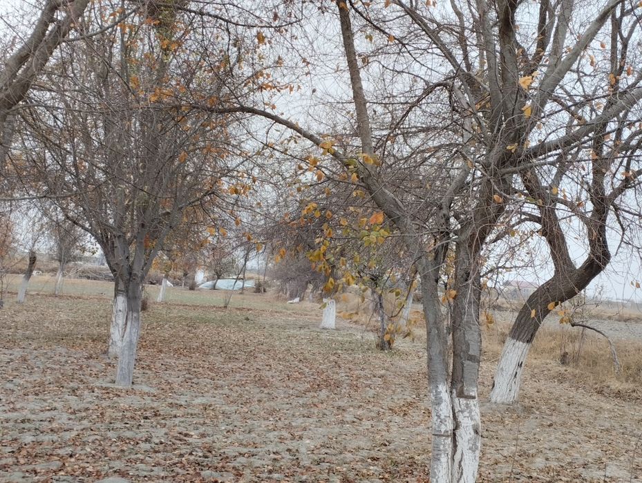 Дарахт Урик телл килинглар