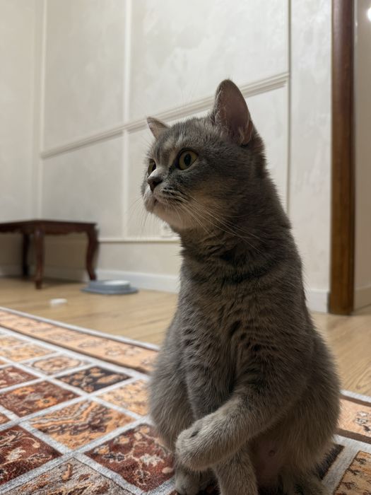 Продам котенка британка
