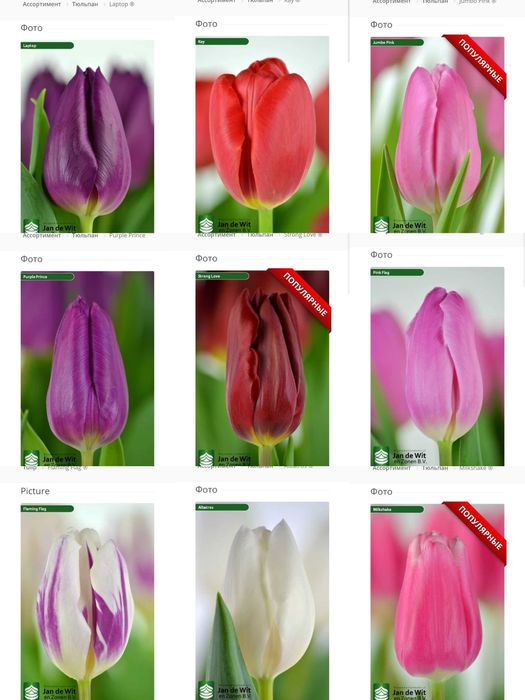 Продам тюльпаны к 8 марта.