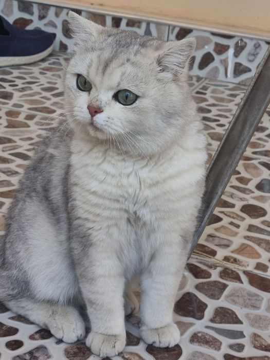 Кот для вязки, vyazka uchun