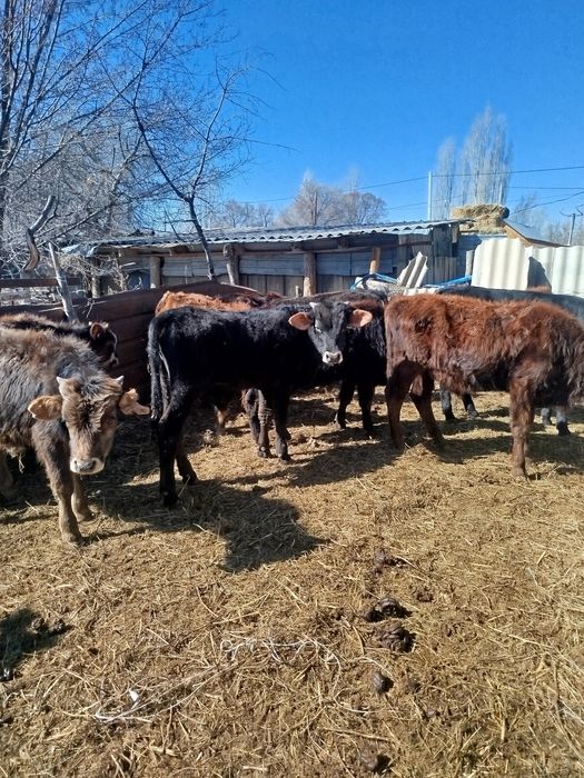 Буқалар сатылады