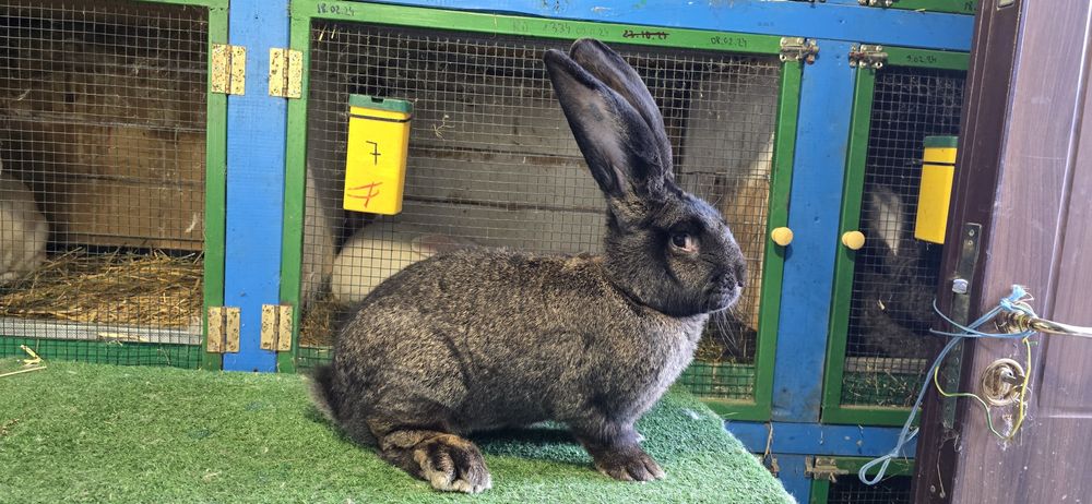 Urias German de vanzare