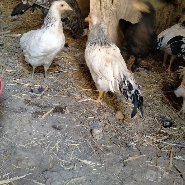 Adler jojalar sotiladi