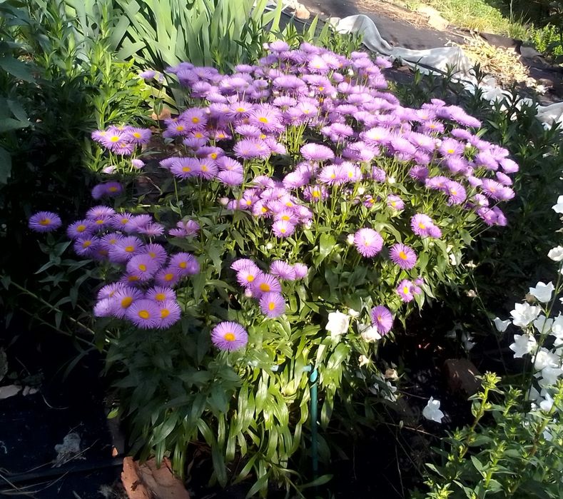 Продаю многолетние цветы дёшево