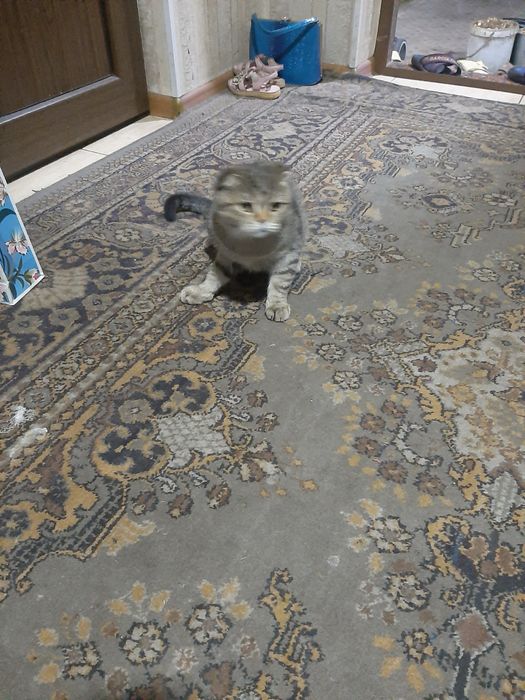 Mushuk sotiladi qiz ogil