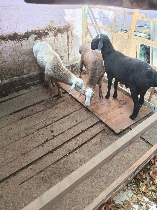 Qoʻchqorla sotiladi