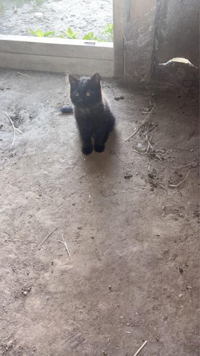 Котята отдам добрый руки