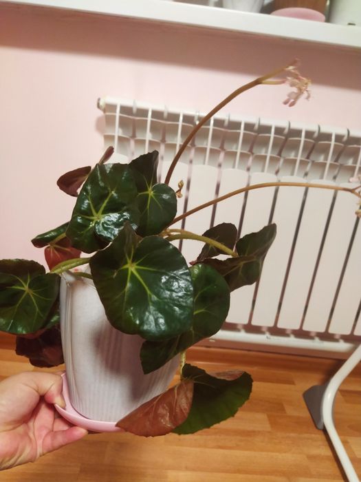 Бегония от 1000 тг