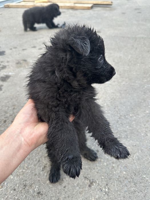 Щенок немецкой овчарки