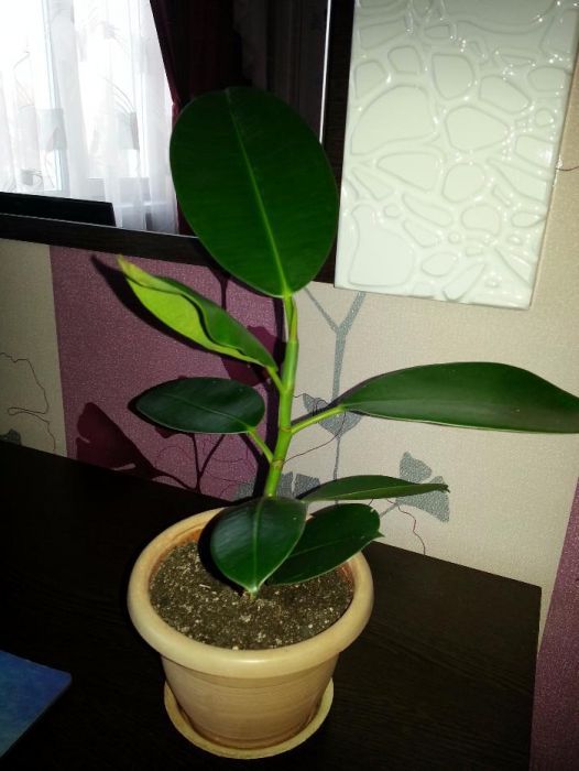 Продам молодой фикус 7 000 тенге