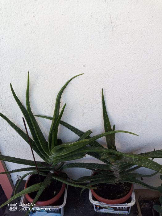 Продавам жълта кливия. Алое Arborescens и Алое Barbadensis