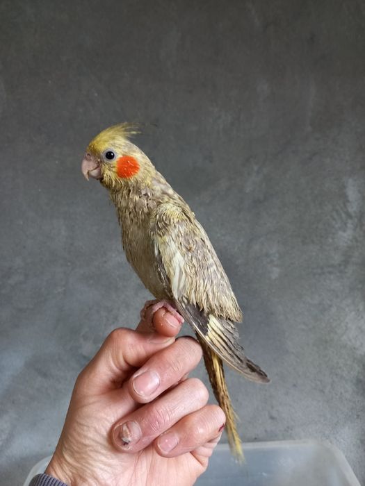 Papagali perusi, nimfe,agapornis, cantători, zebre,canari, micul alexa