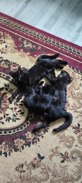 Бесплатно, чёрные котята, мальчик и две девочки