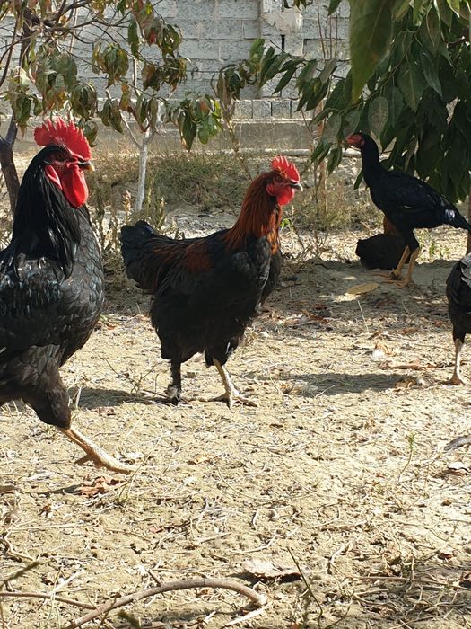 Xurozlar  петухи