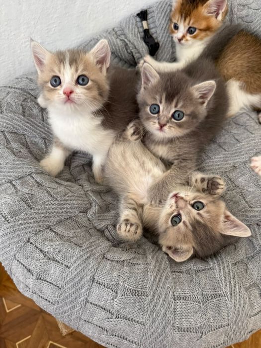 Продаются котята шиншилы