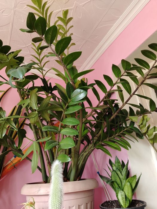 Продаются комнатные цветы