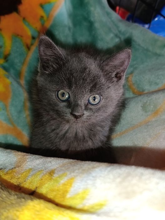 Ищем дом для спасённых малышей.