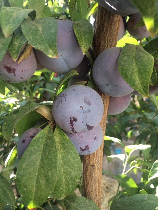 ОЛХУРИ короли блек сплендир испалиниски чорни слив ва бошка сортлари