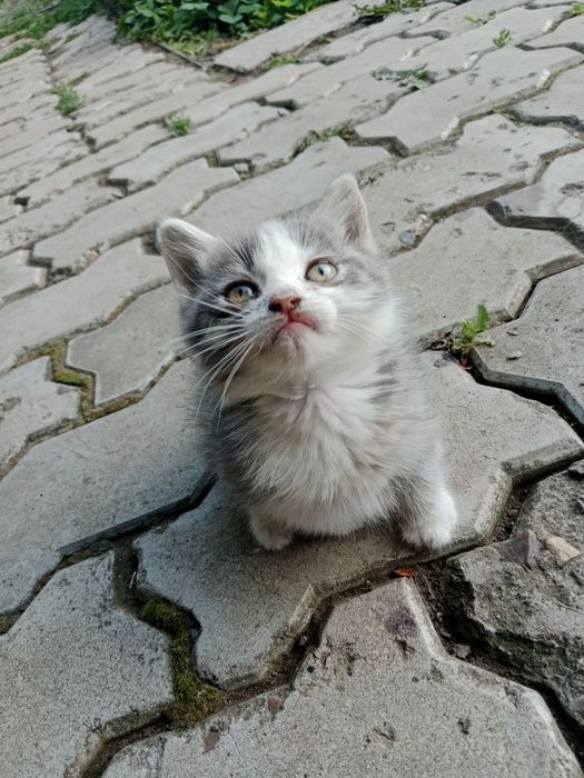 Отдам котёнка бесплатно