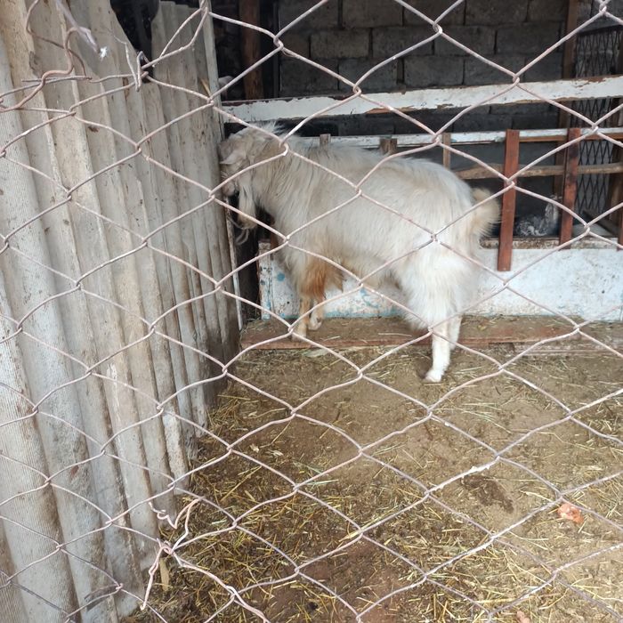 Қаштыруға орыс теке бар