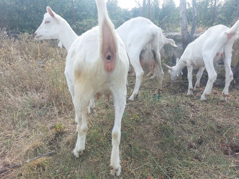 Vand capre sannen