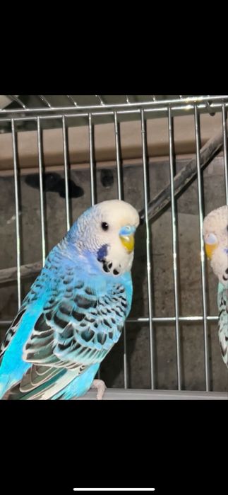 Ardurka Tayyor Para Sotiladi