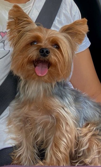 Пропала собака мальчик Йорк