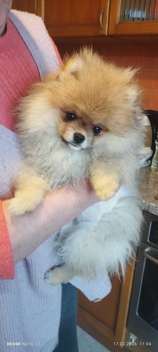 Померан на 4 месеца