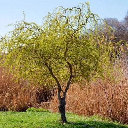 Декаративни дарахтларни сотилади