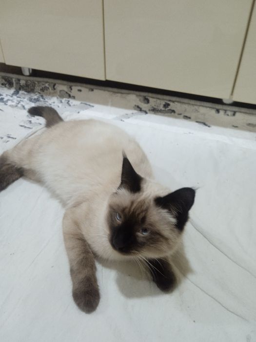 Продам кота сиамского очень послушный пять месяцев