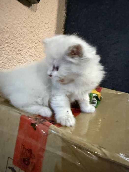 Продам котенка ,  игривая