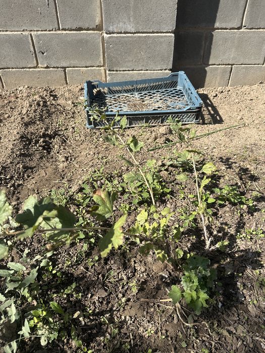 Крыжовник, смородина черная кусты продам