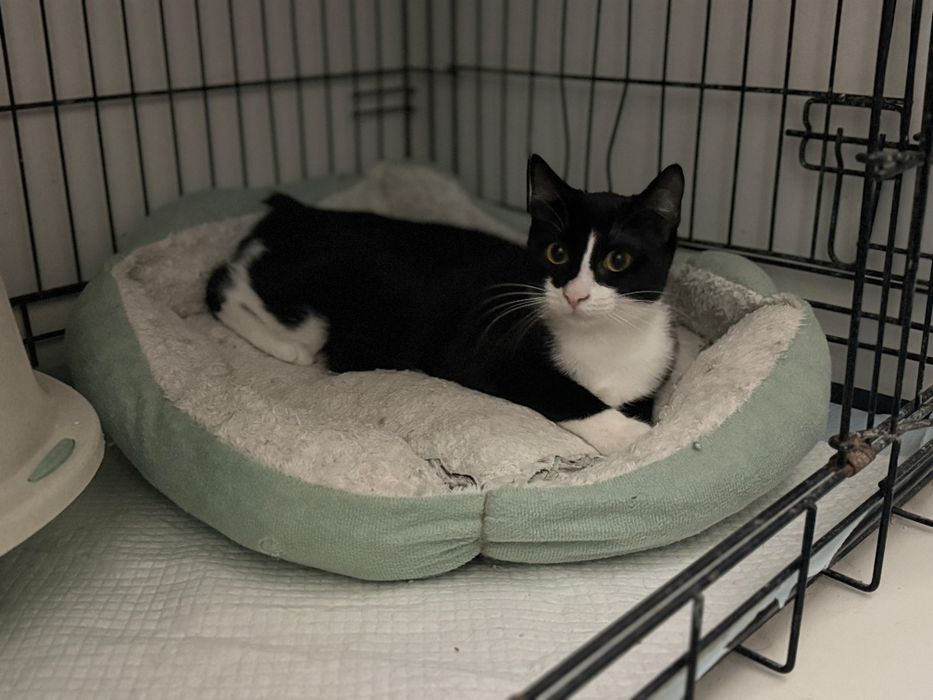 Anna sterilizata,deparazitata,vaccinata