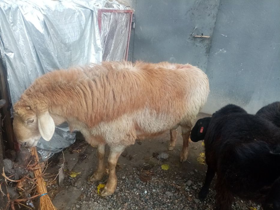 Арашан кучкор сотилади