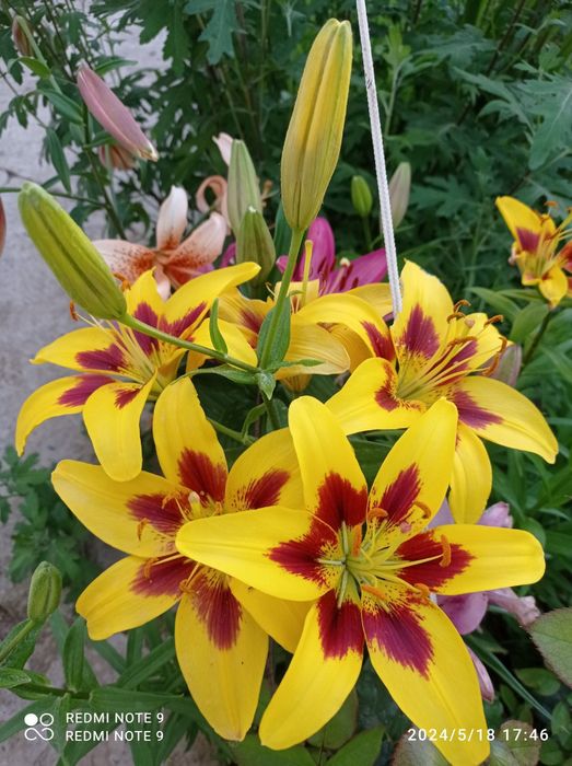 Россиядан келтирилган сортли гуллар бор сотувга