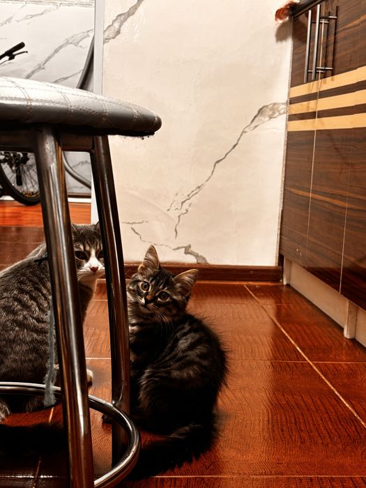 отдам котят в добрые руки
