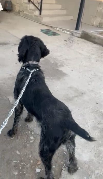 Продам дратхаара