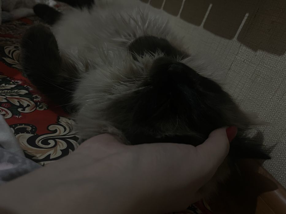 Кошка  сиямская