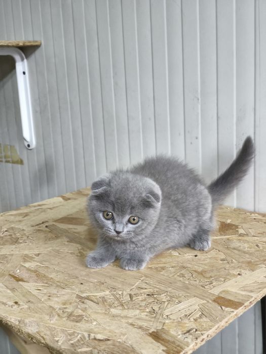 Scottish blue shorthair